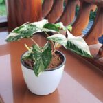 Syngonium Variegated in self watering pot: a touch of elegance to your indoor space
