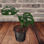 Monstera Adansonii: Discover the lush beauty and easy-care elegance