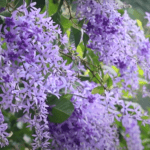 Petrea Purple (Queen’s Wreath)– Majestic Cascading Blooms for Elegant Gardens