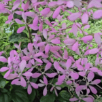 Congea (Petrea Pink) – Stunning Cascading Blooms for Vibrant Gardens
