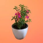 Fuchsia – Stunning Flowering Plant with Bright, Pendant Blooms