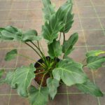 Philodendron Xanadu – Lush, Low-Maintenance Indoor and Outdoor Foliage Plant