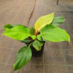 Philodendron Golden Melinonii – Bright, Low-Maintenance Tropical Foliage Plant