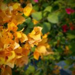 Bougainvillea – Vibrant, Low-Maintenance Flowering Plant for Garden and Outdoor Decor
