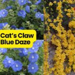 Blue Daze Plant – Gorgeous Ground Cover with Blue Flowers