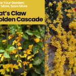 Golden Cascade & Cat’s Claw Combo – Combo Offer: Fast-Growing Climbers for Home & Garden, Low-Maintenance Plants