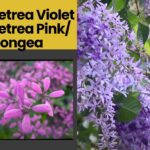 Petrea Purple & Congea Pink (Petrea Pink) Combo Pack – Premium Flowering Creepers for Garden & Balcony