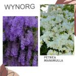 Petrea (Purple Wreath) & Manimulla Jasmine Combo – Colorful & Fragrant Creepers for Fences & Pergolas