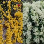Cat's Claw & Manimulla Jasmine Combo Pack – Fast-Growing Creepers for Fences & Pergolas