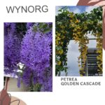 Petrea (Purple Wreath) & Golden Cascade Combo – Flowering Creepers for Pergolas, Fences & Trellises
