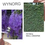 Petrea (Purple Wreath) & Ficus Pumila Wall Creeper Combo – Flowering and Greenery Climber Pack for Fences & Walls