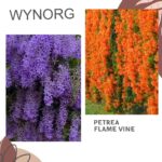Petrea Purple & Flame Vine (Trumpet Creeper) Combo Pack – Colorful Flowering Vines for Garden Fences & Pergolas